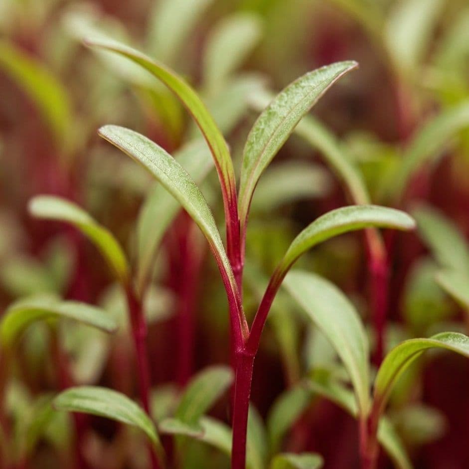 Micropousses de betterave Chef's Origin