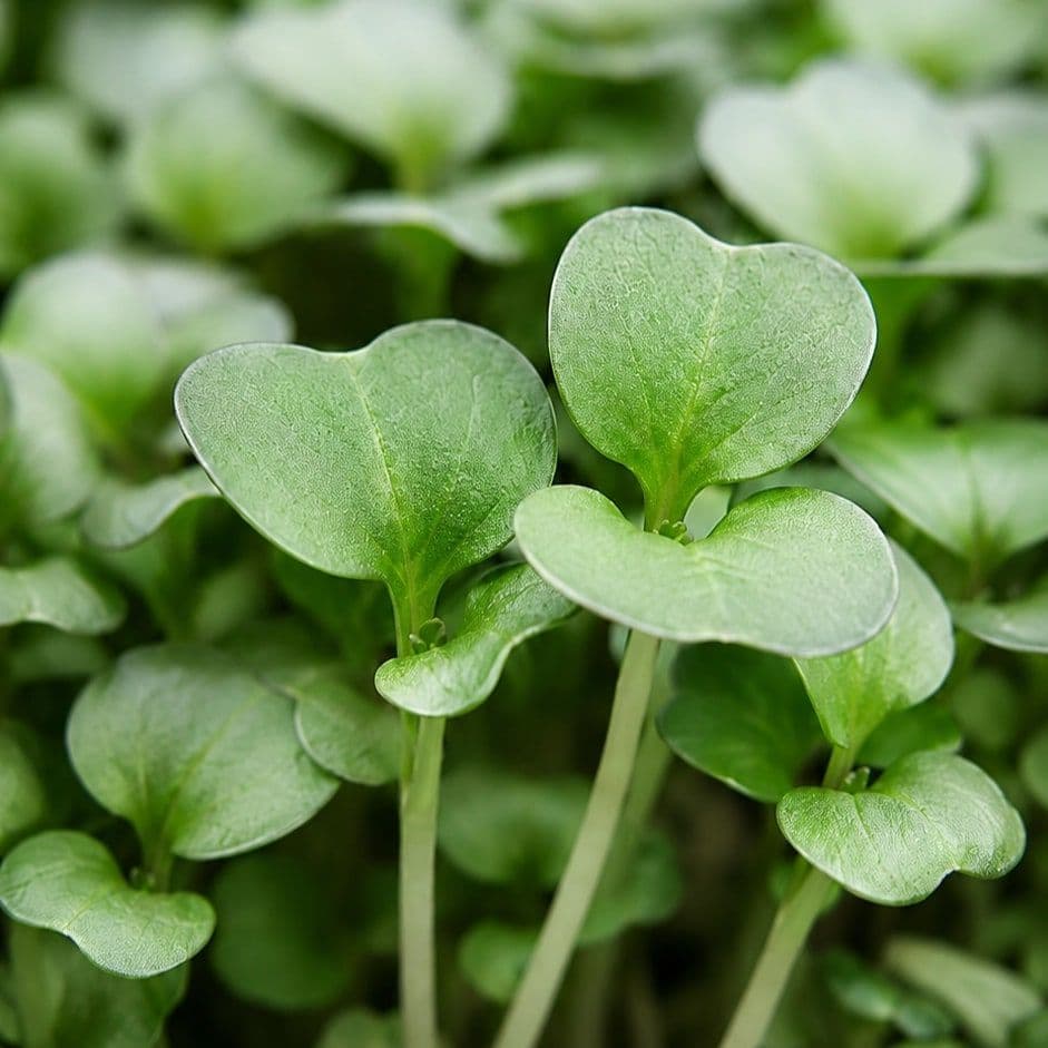 Chou Vert — Chef's Origin
