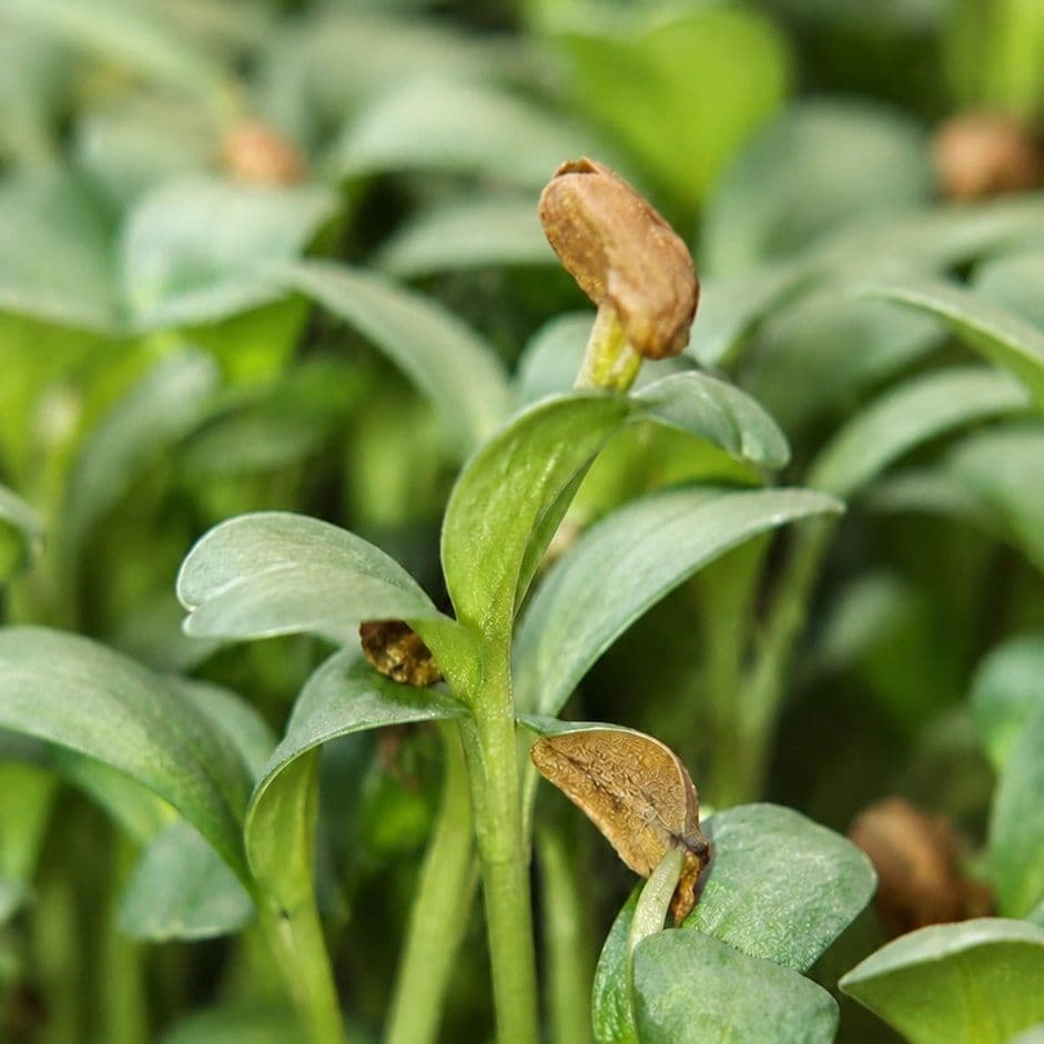 Fenugrec — Chef's Origin