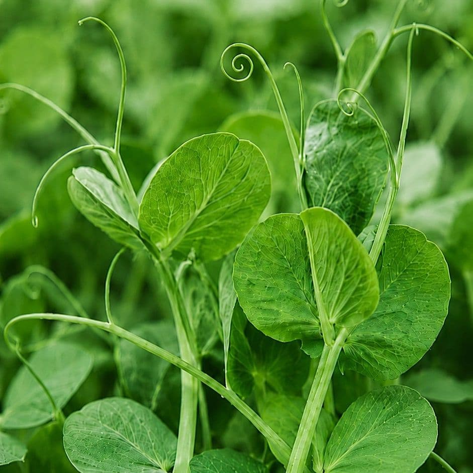 Pousse de Pois — Chef's Origin