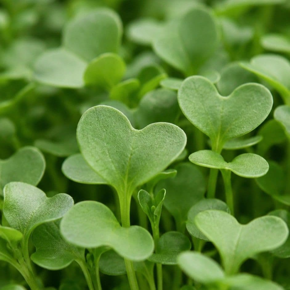 Roquette — Chef's Origin
